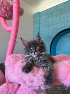 Zdjęcie №3. Sprzedam kocięta XL Maine Coon - zarejestrowane w TICA!. Niemcy