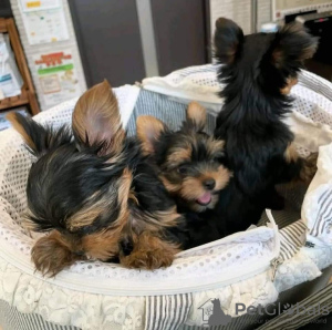 Zdjęcie №1. yorkshire terrier - na sprzedaż w Cincinnati | 1585zł | Zapowiedź №118385