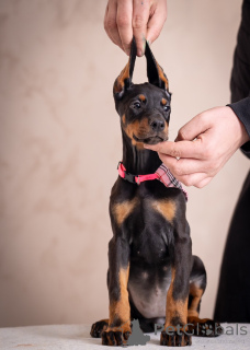 Zdjęcie №2 do zapowiedźy № 134768 na sprzedaż  doberman - wkupić się Serbia hodowca