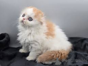 Zdjęcie №1. scottish fold - na sprzedaż w Helsinki | 2774zł | Zapowiedź № 164079