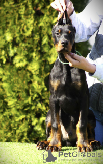 Dodatkowe zdjęcia: Doberman szczenięta na sprzedaż