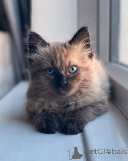 Zdjęcie №2 do zapowiedźy № 155560 na sprzedaż  ragdoll - wkupić się Dania prywatne ogłoszenie