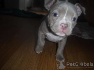 Zdjęcie №1. american bully - na sprzedaż w Colmar | negocjowane | Zapowiedź №122099