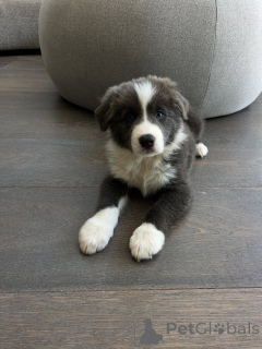 Zdjęcie №1. border collie - na sprzedaż w Berlin | negocjowane | Zapowiedź №178145