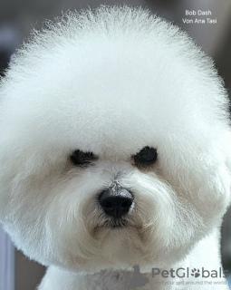 Zdjęcie №3. Bichon Frise (Curly Bichon) topowy samiec. Serbia