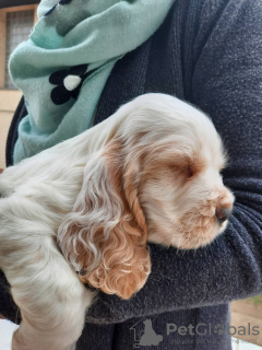 Dodatkowe zdjęcia: Cocker spaniel angielski szczenięta