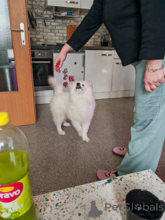 Zdjęcie №4. Sprzedam samojed (rasa psa) w Weiz. prywatne ogłoszenie - cena - 3827zł