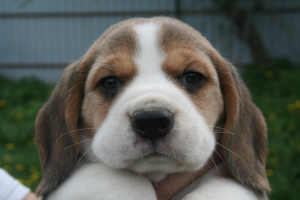 Zdjęcie №1. beagle (rasa psa) - na sprzedaż w Orsza | 1540zł | Zapowiedź №2305