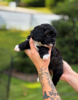 Zdjęcie №4. Sprzedam cavalier king charles spaniel w Floryda. hodowca - cena - negocjowane