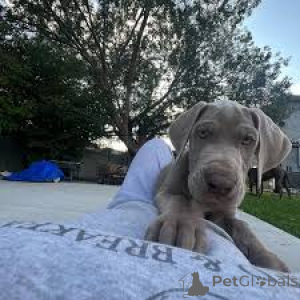 Zdjęcie №3. Preciosos cachorros de Gran Danés en venta. Hiszpania