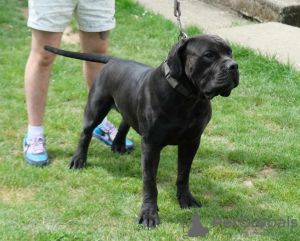 Dodatkowe zdjęcia: Boerboel (mastif południowoafrykański) szczenięta