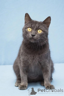 Zdjęcie №2 do zapowiedźy № 138924 na sprzedaż   - wkupić się Federacja Rosyjska 