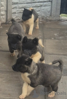 Zdjęcie №2 do zapowiedźy № 161319 na sprzedaż  akita (rasa psa) - wkupić się Albania 