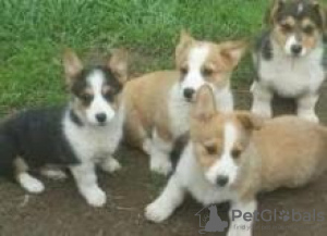 Zdjęcie №1. welsh corgi - na sprzedaż w Mediolan | 1256zł | Zapowiedź №115616