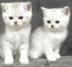 Zdjęcie №3. Sprzedam kociaka szkockiego. Białoruś