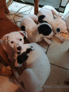 Zdjęcie №2 do zapowiedźy № 146375 na sprzedaż  amerykański staffordshire terier - wkupić się Ukraina prywatne ogłoszenie