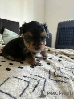 Zdjęcie №1. yorkshire terrier - na sprzedaż w Berlin | 2631zł | Zapowiedź №163789