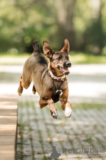 Zdjęcie №3. Stasya szuka domu i serca, w którym ponownie będzie konieczne.. Federacja Rosyjska