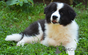 Zdjęcie №1. border collie - na sprzedaż w Wiedeń | 3348zł | Zapowiedź №163851