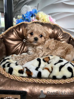 Zdjęcie №1. maltipu - na sprzedaż w Mińsk | 9903zł | Zapowiedź №48759