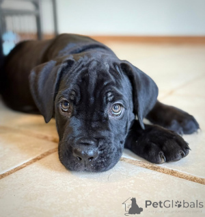 Zdjęcie №3. Przywitaj się z Arią, elegancją, miłością i lojalnością w jednym pięknym. Finlandia