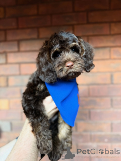 Zdjęcie №2 do zapowiedźy № 157472 na sprzedaż  labradoodle - wkupić się Irlandia prywatne ogłoszenie