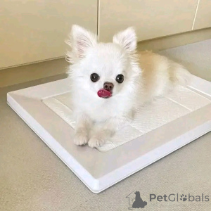 Zdjęcie №3. Witam wszystkich, mamy to urocze dziecko, które jest teraz dostępne do adopcji,. Hiszpania