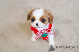 Zdjęcie №3. Szczenięta Hendricksa Shih Tzu do adopcji. Andora