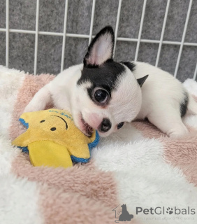 Zdjęcie №1. chihuahua (rasa psów) - na sprzedaż w Touolouse | negocjowane | Zapowiedź №165312