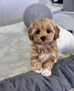 Zdjęcie №1. maltipu - na sprzedaż w Cassandreia | negocjowane | Zapowiedź №158337