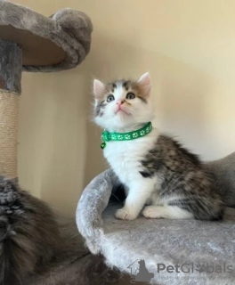 Zdjęcie №2 do zapowiedźy № 128877 na sprzedaż  turecka angora - wkupić się Kanada hodowca