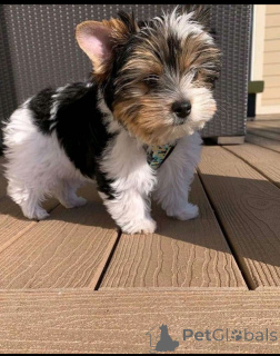 Zdjęcie №3. Zarejestrowane szczenięta Yorkie na sprzedaż w wieku 12 tygodni, mają strzały. Niemcy