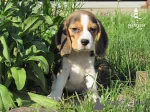 Zdjęcie №1. beagle (rasa psa) - na sprzedaż w Приморск | 2914zł | Zapowiedź №10834