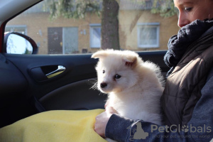 Zdjęcie №2 do zapowiedźy № 109541 na sprzedaż  fiński lapphund - wkupić się Rumunia prywatne ogłoszenie