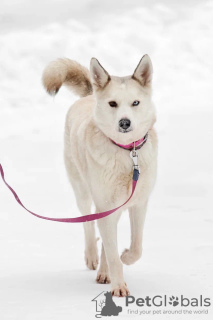 Zdjęcie №2 do zapowiedźy № 82812 na sprzedaż  pies nierasowy - wkupić się Federacja Rosyjska prywatne ogłoszenie