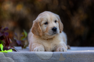 Dodatkowe zdjęcia: Szczenięta golden retrievera