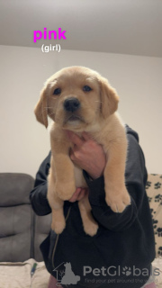 Zdjęcie №4. Sprzedam labrador retriever w Beverley. hodowca - cena - 2377zł