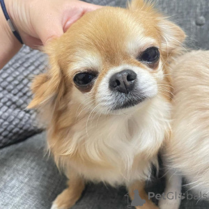 Zdjęcie №2 do zapowiedźy № 161502 na sprzedaż  chihuahua (rasa psów) - wkupić się Niemcy 