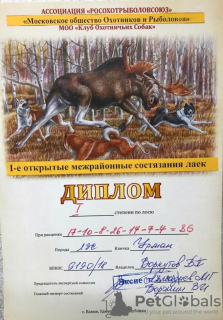 Dodatkowe zdjęcia: Szczenięta czystej krwi Łajki Zachodniej Syberii, z rodowodem championów.
