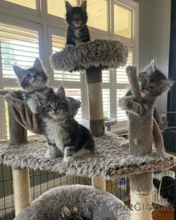 Zdjęcie №1. maine coon - na sprzedaż w Lipsk | 2153zł | Zapowiedź № 160426