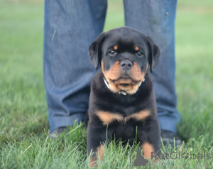 Zdjęcie №1. rottweiler - na sprzedaż w Cassandreia | negocjowane | Zapowiedź №158307