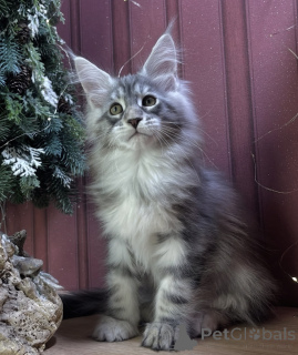 Zdjęcie №1. maine coon - na sprzedaż w Baden-Baden | 4736zł | Zapowiedź № 163670