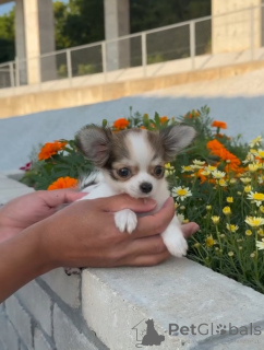 Zdjęcie №1. chihuahua (rasa psów) - na sprzedaż w Drezno | negocjowane | Zapowiedź №169840
