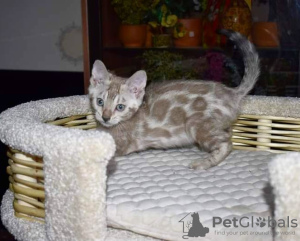 Zdjęcie №1. kot bengalski - na sprzedaż w Błagowieszczeńsk | 2578zł | Zapowiedź № 11477