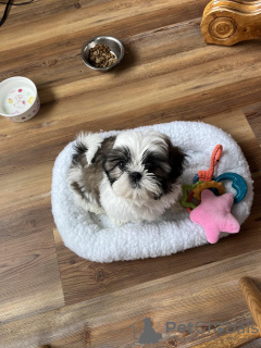 Zdjęcie №4. Sprzedam pies nierasowy w Mississippi State. hodowca - cena - negocjowane