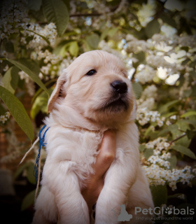 Dodatkowe zdjęcia: szczenięta golden retrievera