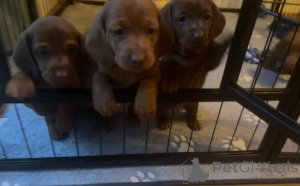 Zdjęcie №2 do zapowiedźy № 148647 na sprzedaż  jamnik - wkupić się Malta prywatne ogłoszenie