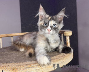 Zdjęcie №2 do zapowiedźy № 177882 na sprzedaż  maine coon - wkupić się Polska hodowca