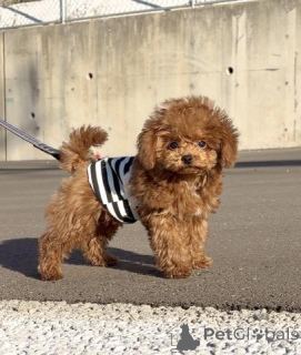 Zdjęcie №1. pudel (zabawka) - na sprzedaż w Berlin | negocjowane | Zapowiedź №163991