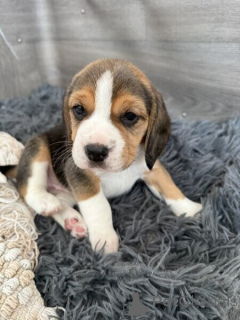 Zdjęcie №1. beagle (rasa psa) - na sprzedaż w Miasto północne | negocjowane | Zapowiedź №169891